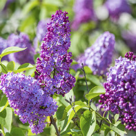 Photo de lilas 5