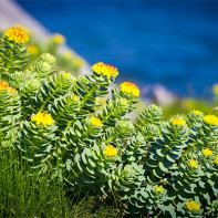Photo de la Rhodiola