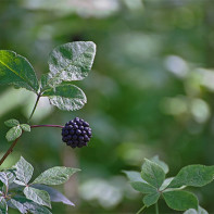 Foto von Eleutherococcus 2