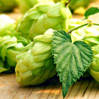 Photo des cônes de houblon