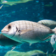 Photo de la dorade