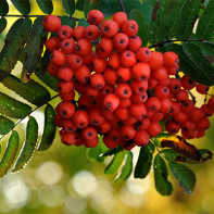 Photo de sorbier rouge 4