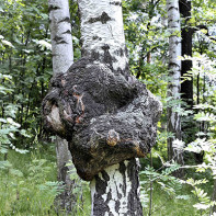 Photo du champignon de bouleau 3