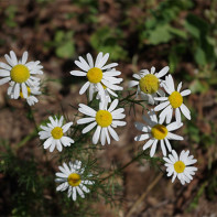 Photo de camomille 5