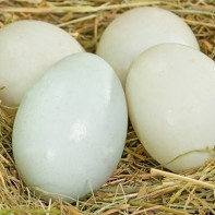 Foto von Enteneiern 2