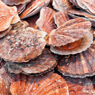 Photos de coquilles Saint-Jacques 3