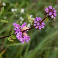 Photo de l'herbe Zopnik 6