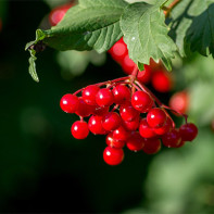 Photo de viorne rouge 4
