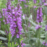 Photo de la bétoine officinale 5