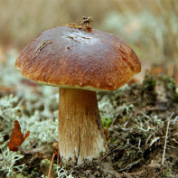 Photos de cèpes 4
