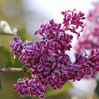 Photo de lilas