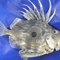 Foto des Dori 3