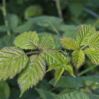 Photo de feuilles de mûre 4