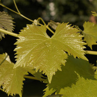 Foto von Weinblättern 4