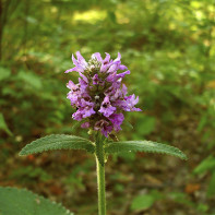 Photo de l'épiaire officinale 3