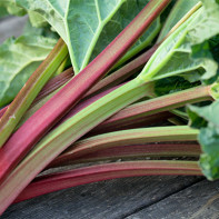 Photo de rhubarbe 5