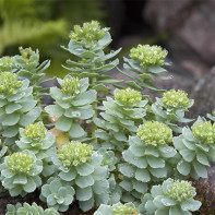 Photo de la Rhodiola 5