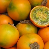 Foto Naranjilla 3