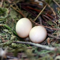 Foto von Taubeneiern 4