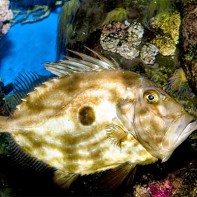 Foto des Dori 6