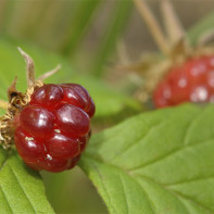 Photo de la kniajenika 4