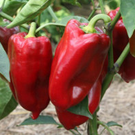 Foto von Paprika 5