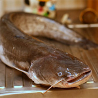 Photo de poisson-chat 3