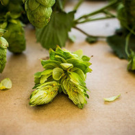 Photo des cônes de houblon 3