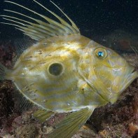 Foto des Dori
