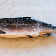 Photo du poisson kijoutch