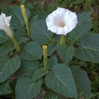 Photo de Datura 3