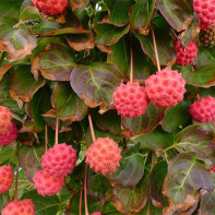 Photo de koudrania 2