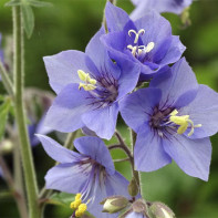 Foto der Blauen Himmelsleiter 4