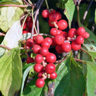 Foto von Schisandra
