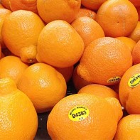 Photo de minéola 3