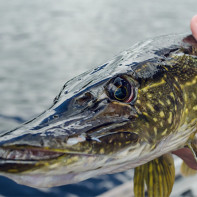 Photo de brochet 2
