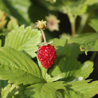 Photo de fraises des bois 5