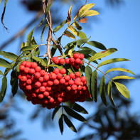 Photo de sorbier rouge 5