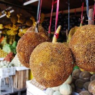 Photo du fruit marang 7