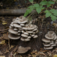 Photos de pleurotes 5