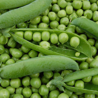 Le pois en médecine