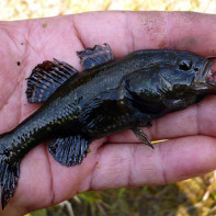 Photo du poisson rotan