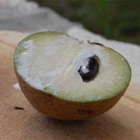 Photo de sapodille 4
