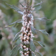 Photo d'agripaume 3