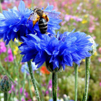 Foto der Kornblume 4