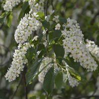 Photo de cerisier à grappes 4