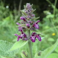 Photo de l'épiaire officinale 2