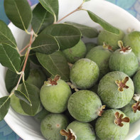 Feijoa-Foto 5