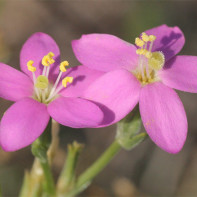 Photo de centaurée 4