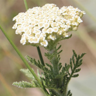 Photo de l'achillée millefeuille 2